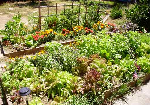 Jardin dans une entreprise: bien-être et sérénité extracteur de jus